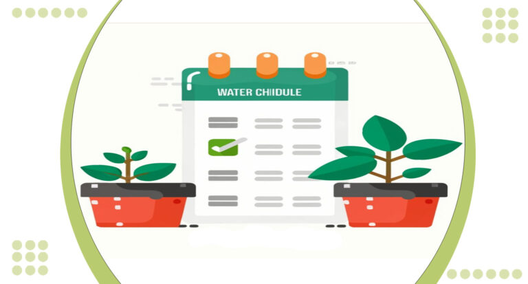 Drip Hydroponics Watering Schedule 6 Steps for Maximum Growth