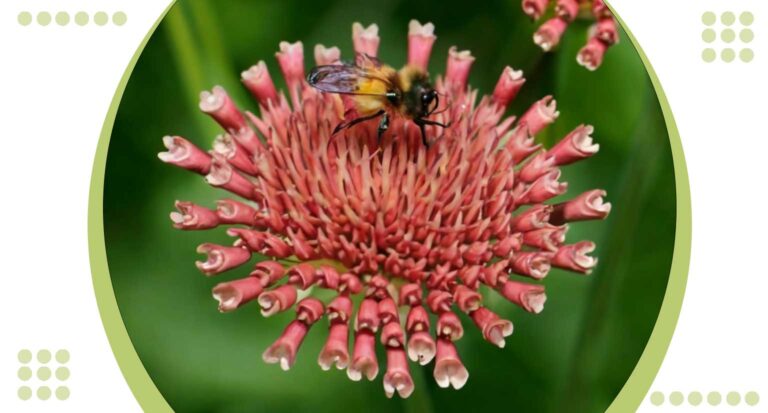 Is Celosia a Pollinator Plant: 5 Reasons Celosia Attracts Pollinators