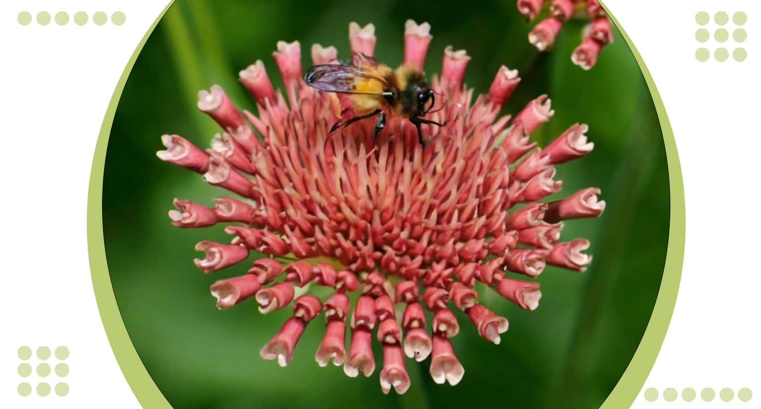 Is Celosia a Pollinator Plant