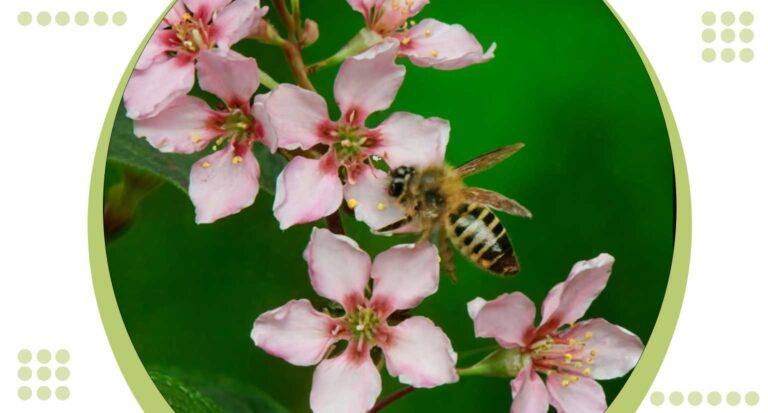 Pollinator Plants: Supercharge Biodiversity with Top 10 Selections