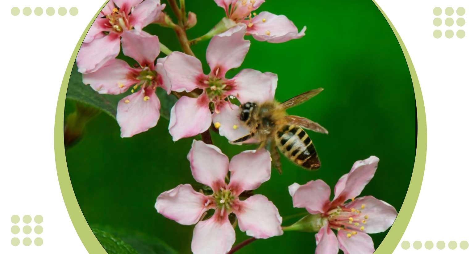 Pollinator Plants