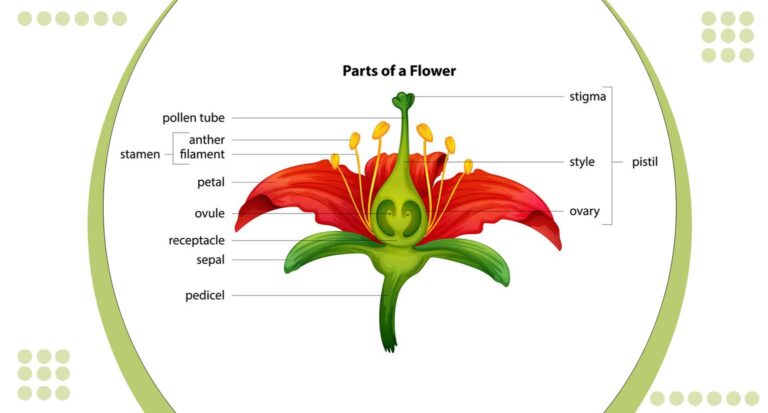 What is the Pollinator: 5 Fascinating Facts About Pollination