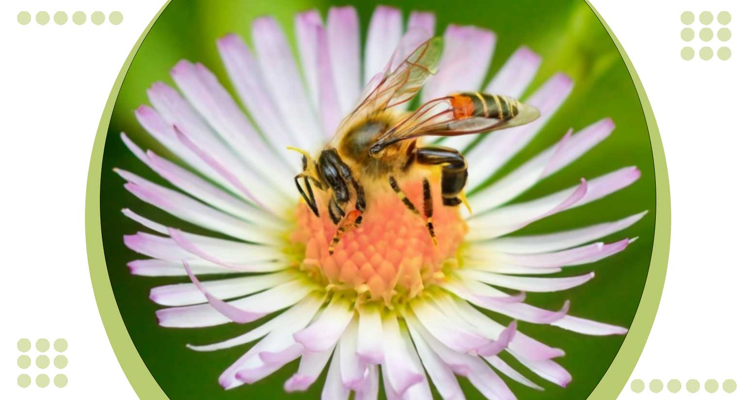 bee pollinator flowers