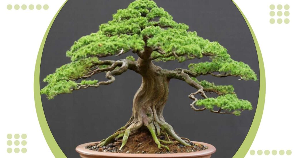 What is the Concept of Bonsai? 10 Fascinating Facts About Bonsai