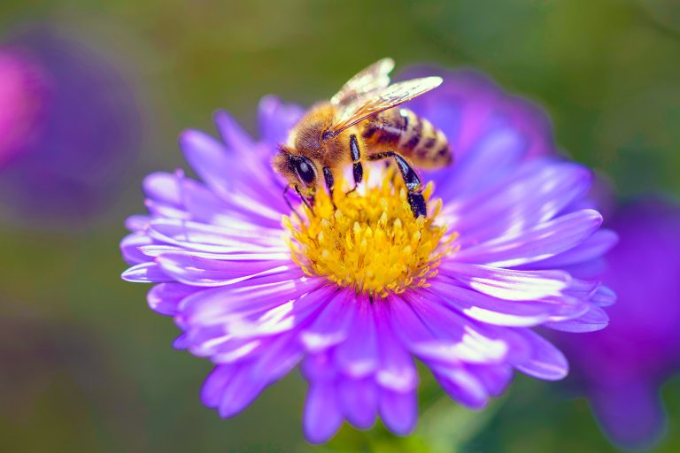Bee Pollinator Flowers